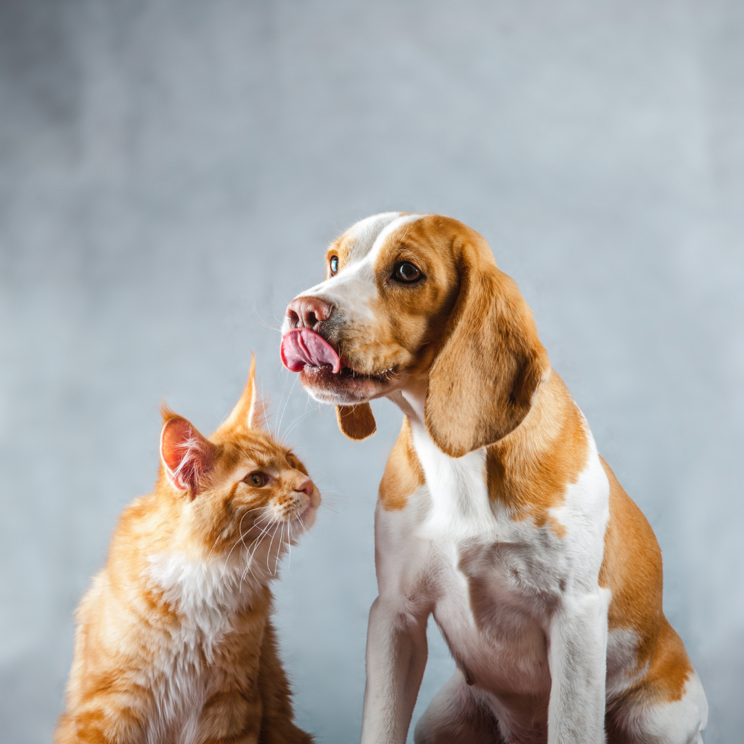 Guia Completo para Escolher os Melhores Brinquedos e Acessórios para Pets